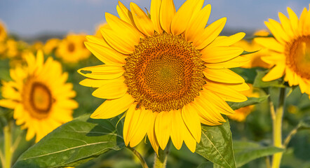 Fleur de tournesol avec une abeille dans un champs.	