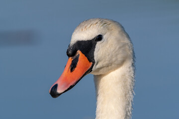 Close up of a swan in the morning on the lake