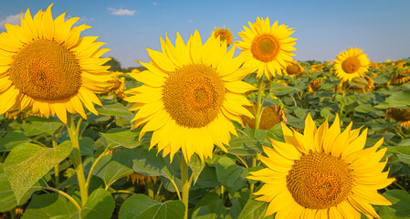 Fleurs de tournesols dans un champs avec la lumière du soleil.	