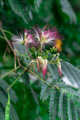 Pink thistle