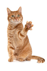 Domestic red cat sitting while raised paw, isolated on white background.