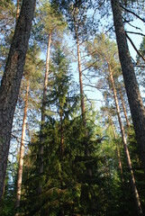 Tall spruce among huge pines. The coniferous forest of the tops of the trees illuminates the sun, and among the tall bare brown trunks of pine trees grows a green spruce with many branches and needles