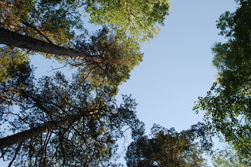High trunks of pine trees and blue sky. Coniferous forest tree tops illuminate the sun, clear blue sky over brown curved pine branches with green needles