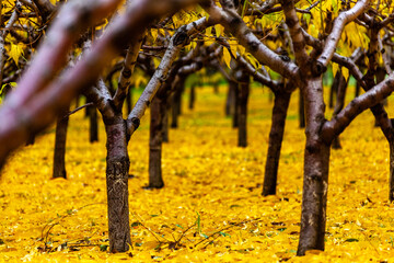 Orchard in the colorful fall