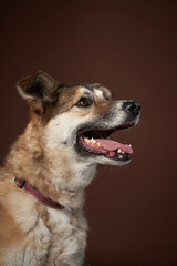 mixed breed dog on brown background. Pet in the photo studio. 