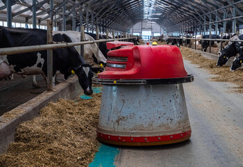Fototapeta na wymiar The robot farmer is programmed to automate the feeding process of the animals. A modern dairy cow farm in Russia.
