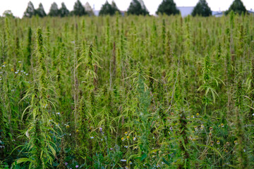 green cannabis plants growing on medical cannabis fields in Germany, concept of medical marijuana legalization, drug trafficking