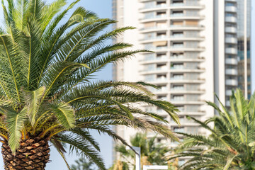 Palm tree with green leaves on the background of a high-rise building