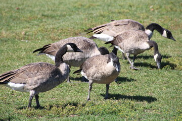 Geese Grazing, William Hawrelak Park, Edmonton, Alberta