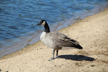 Beach Goose, William Hawrelak Park, Edmonton, Alberta
