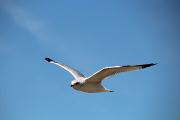 Gull In Flight, William Hawrelak Park, Edmonton, Alberta
