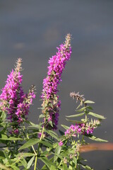 Fototapeta premium Purple Bloom, William Hawrelak Park, Edmonton, Alberta