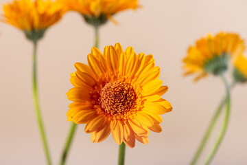 Yellow orange Gerbera flowers on beige background.