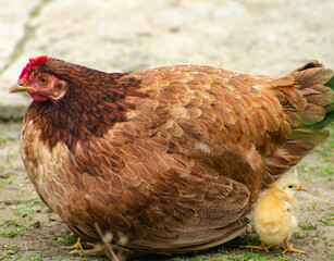 orange hen with chicks in the field