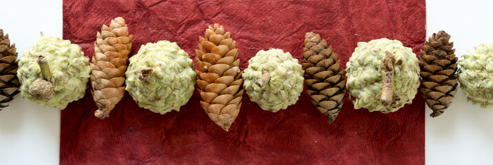 pine cones with bur oak acorns on red paper