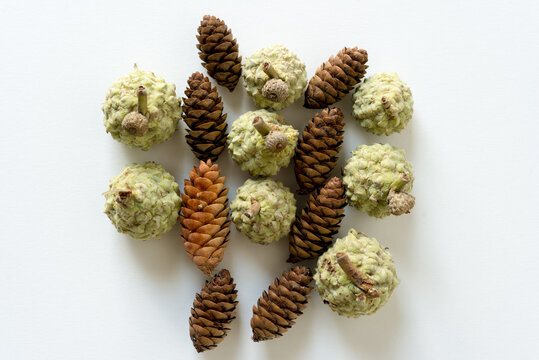 pine cones with bur oak acorns