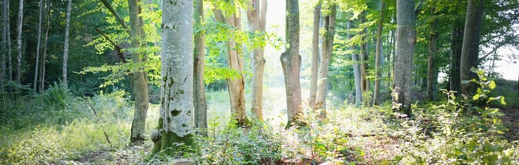 Picturesque scenery of the dark green beech forest, mighty tree trunks close-up. Early autumn. Atmospheric landscape. Pure nature, ecology, environmental conservation, eco tourism - obrazy, fototapety, plakaty