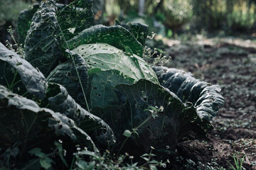 Cabbage damaged by pests close-up.
