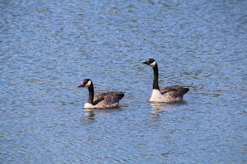 Geese On The Lake, William Hawrelak Park, Edmonton, Alberta