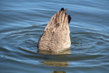 Fototapeta premium Diving Goose, William Hawrelak Park, Edmonton, Alberta