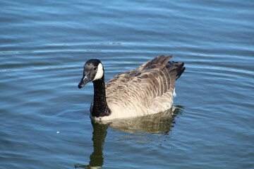 Beauty Of The Goose, William Hawrelak Park, Edmonton, Alberta