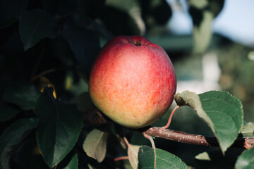 The apple is ripe, the red one is growing on a branch.