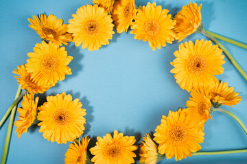 Yellow gerbera flowers frame on blue background.