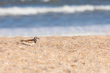 Isolated Ruddy Turnstone along the Florida Coastline