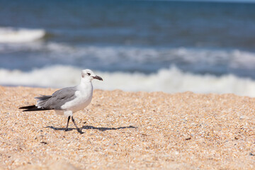 Closeup of Nonbreeding adult Laughing Gull along a beautiful Florida Beach