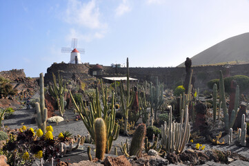 Cactus Garden on spanish island Lanzarote, Spain
