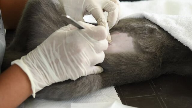 manos de una veterinaria haciendo una esterilizacion de gata cortando piel