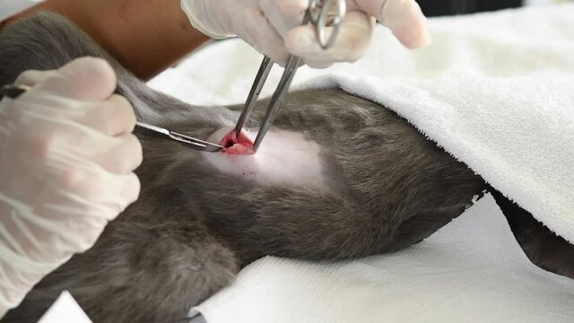 manos de una veterinaria con guanteshaciendo una esterilizacion de gata 