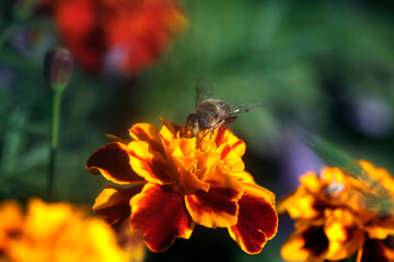 Colorful flowers in summer garden