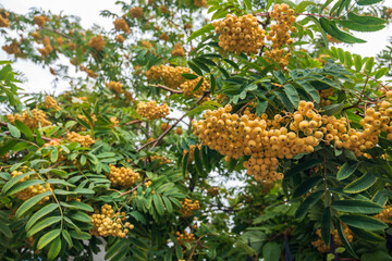 Yellow rowan fruits in the garden, selective focus.