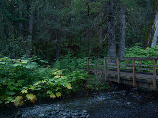 bridge over a stream in the woods