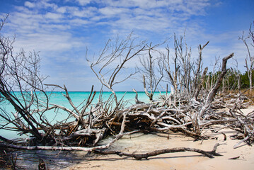 Driftwood and solitude, beautiful Caribbean Cayo Jutías beach, Piñar del Río, Cuba