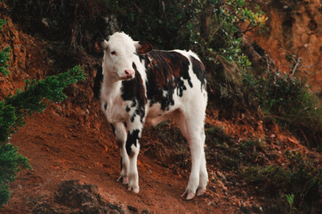 Obraz na płótnie Canvas Small white field cow with black spots