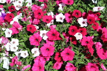 Blooming Time, William Hawrelak Park, Edmonton, Alberta