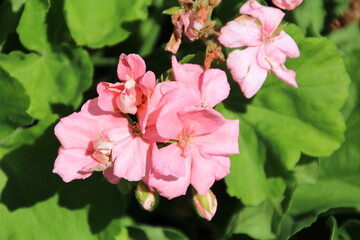 Pink Blooms, William Hawrelak Park, Edmonton, Alberta