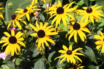 Obraz premium Beauty Of The Coneflowers, William Hawrelak Park, Edmonton, Alberta