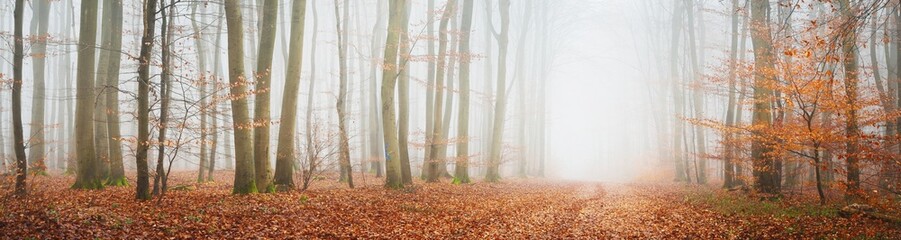 Mysterious majestic golden beech forest in a thick fog. Mighty trees. Red and orange leaves. Lorraine, France. Atmospheric autumn landscape. Picturesque panoramic view. Ecotourism, environment, nature - obrazy, fototapety, plakaty
