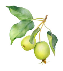 Watercolor green unripe apples on the branch