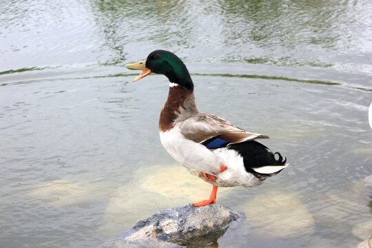 Mallard duck with an open mouth standing on a rock in a lake, USA