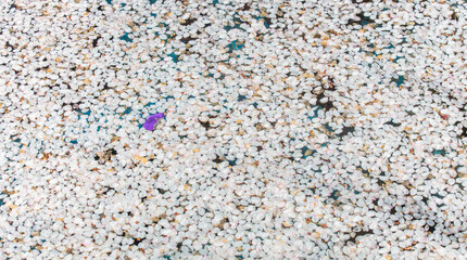 Flower petals floating in the pond.