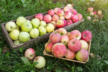 Organic apple harvest in wooden box and basket in grass. Freshly harvested different colorful apples in garden