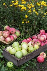 Apple autumn harvest in wooden box. Freshly harvested organic green red pink apples in garden with yellow flowers