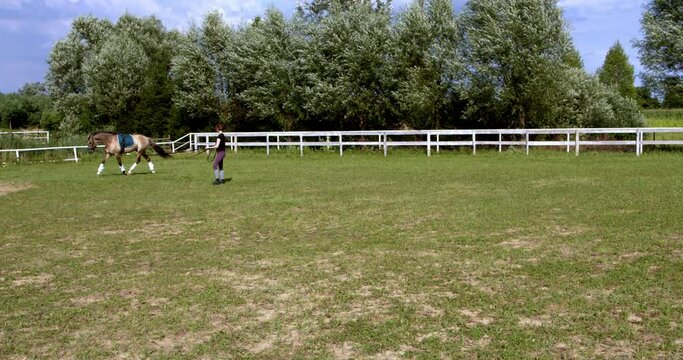 Female person training a horse on line. Lusitano horse trotting.