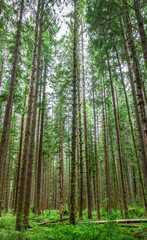Fototapeta na wymiar Trees in the Hoh rainforest, Olympic National Park, Washington