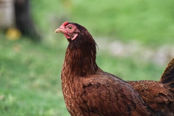 Brown chicken on green grass