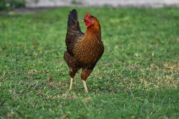Brown chicken on green grass